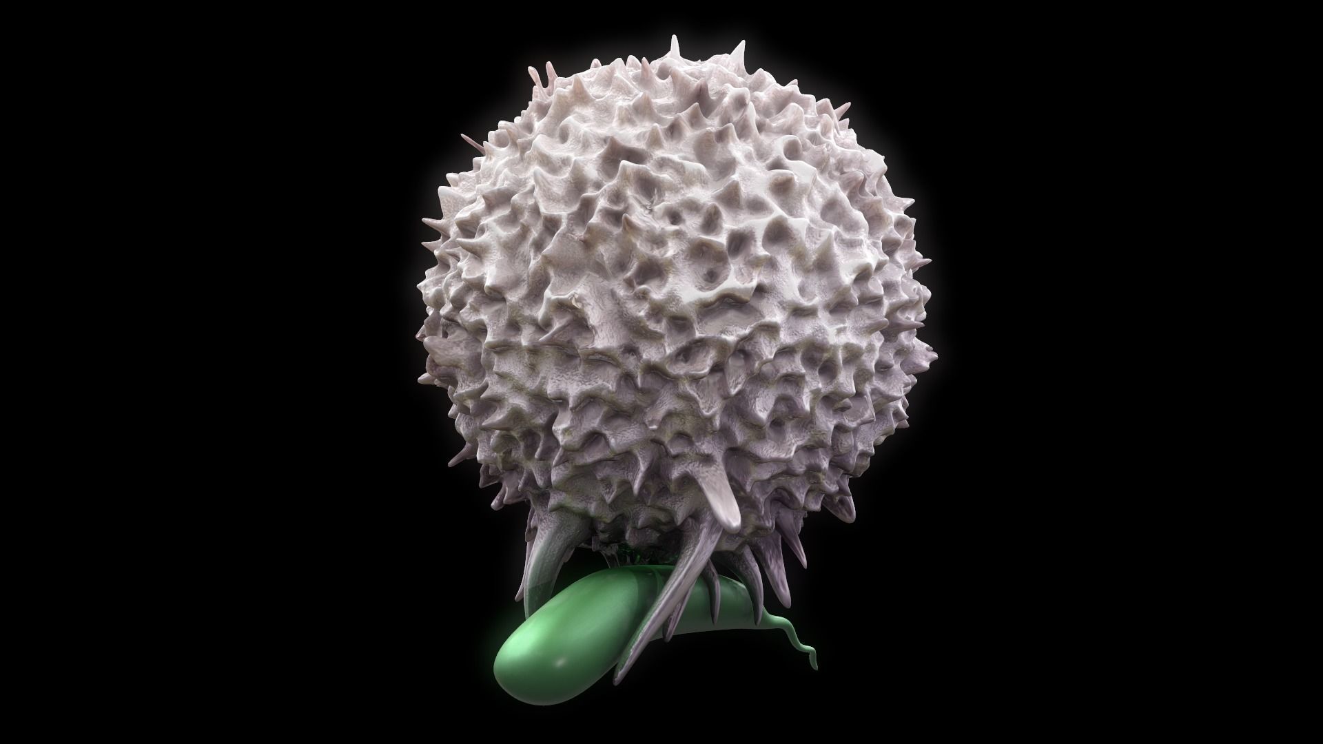 Lymphocyte flower 3D model_2