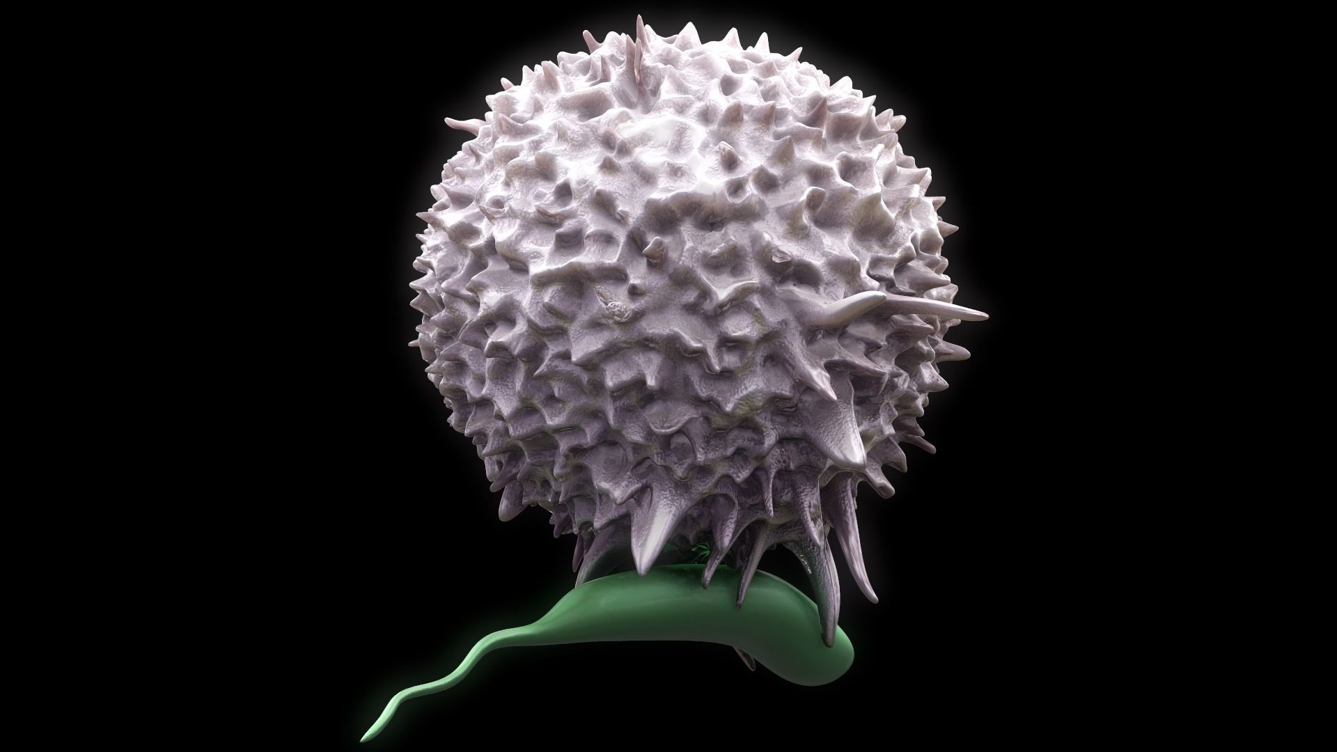 Lymphocyte flower 3D model_7