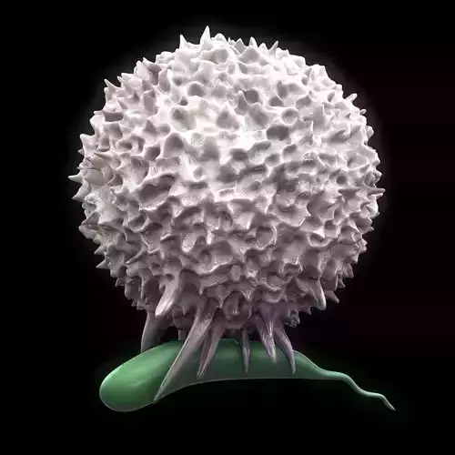 Lymphocyte flower 3D model