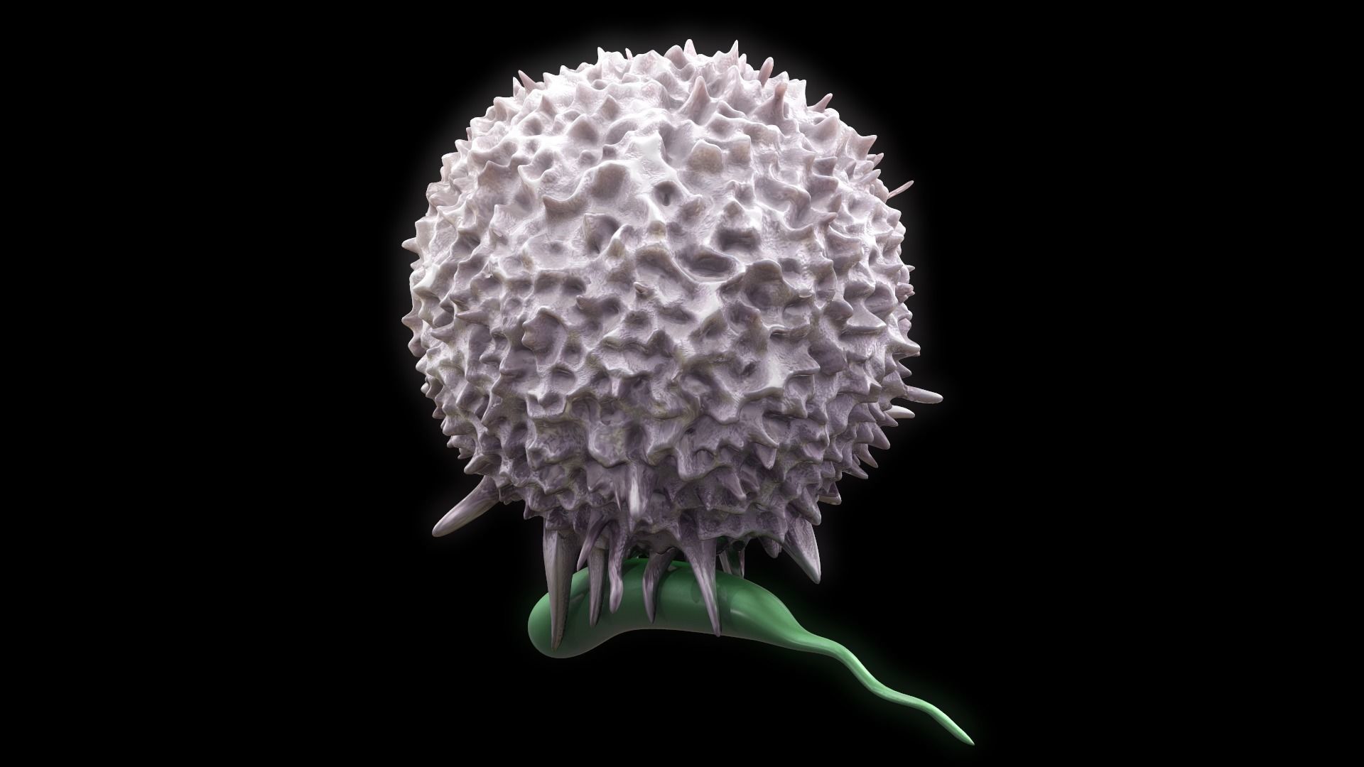 Lymphocyte flower 3D model_3