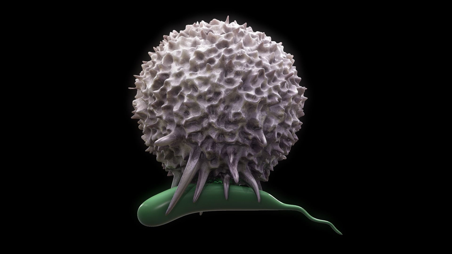 Lymphocyte flower 3D model_6