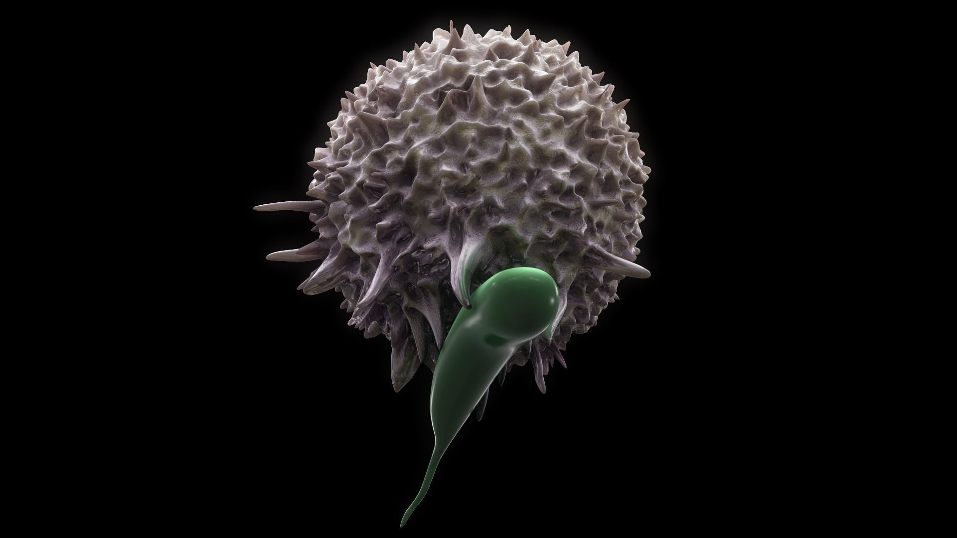 Lymphocyte flower 3D model_8