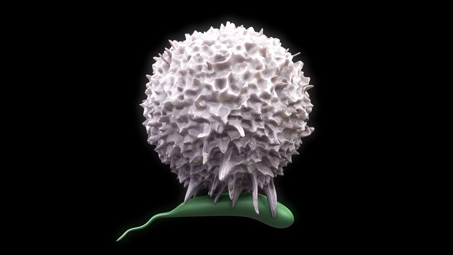 Lymphocyte flower 3D model_4