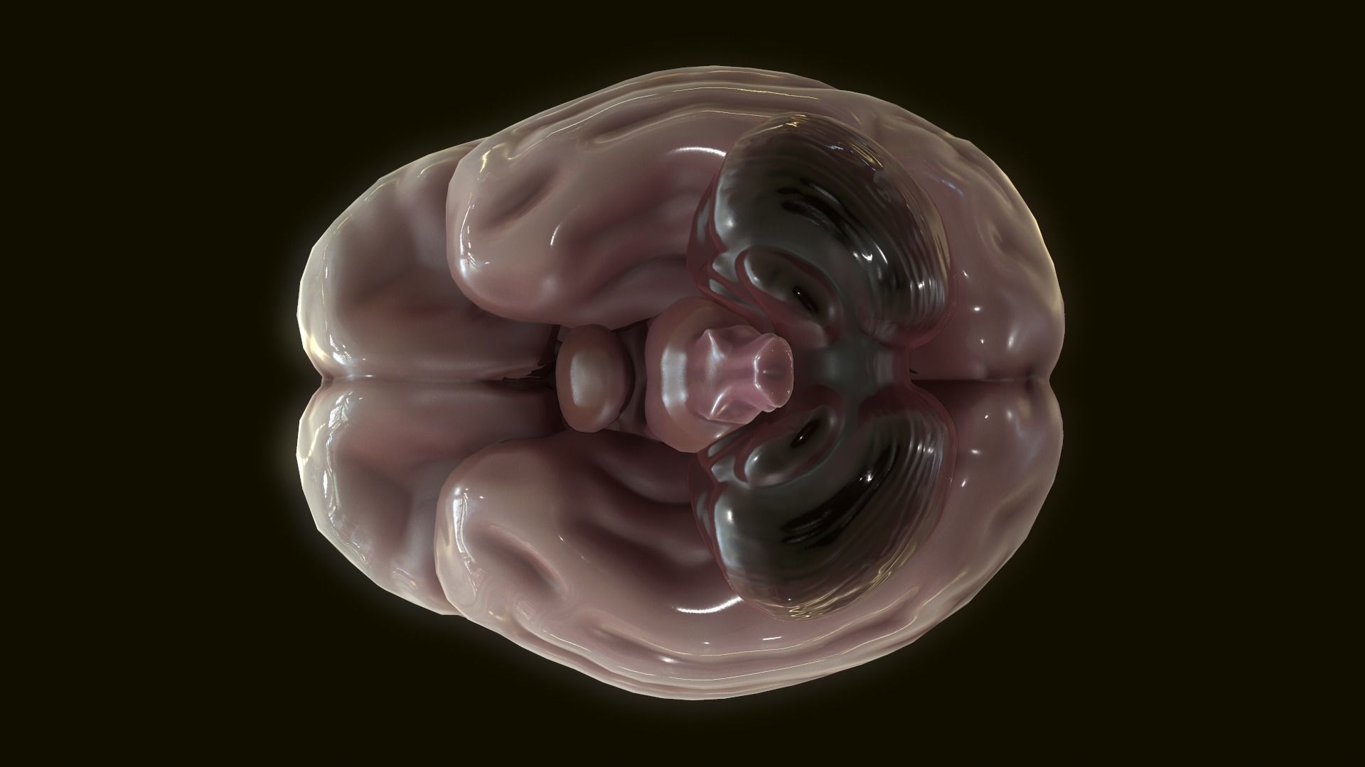 Human Brain 3D model_5