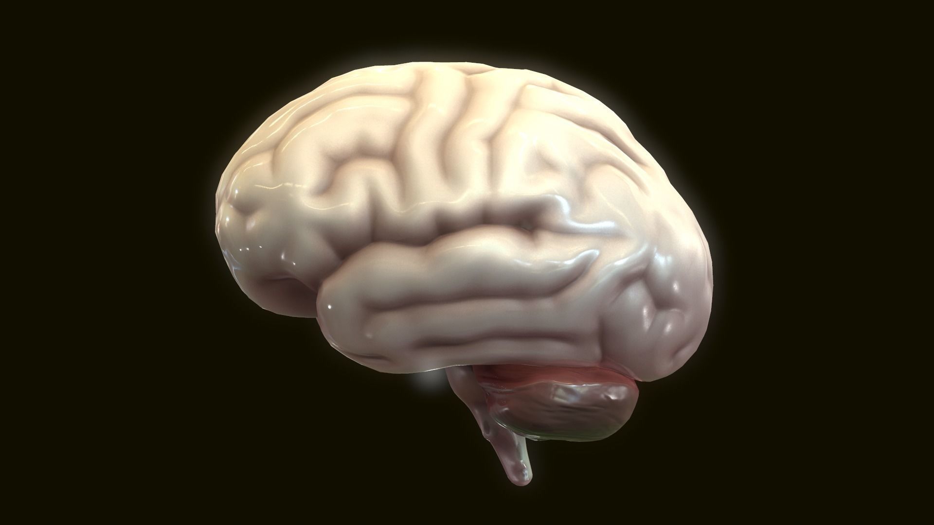 Human Brain 3D model_1