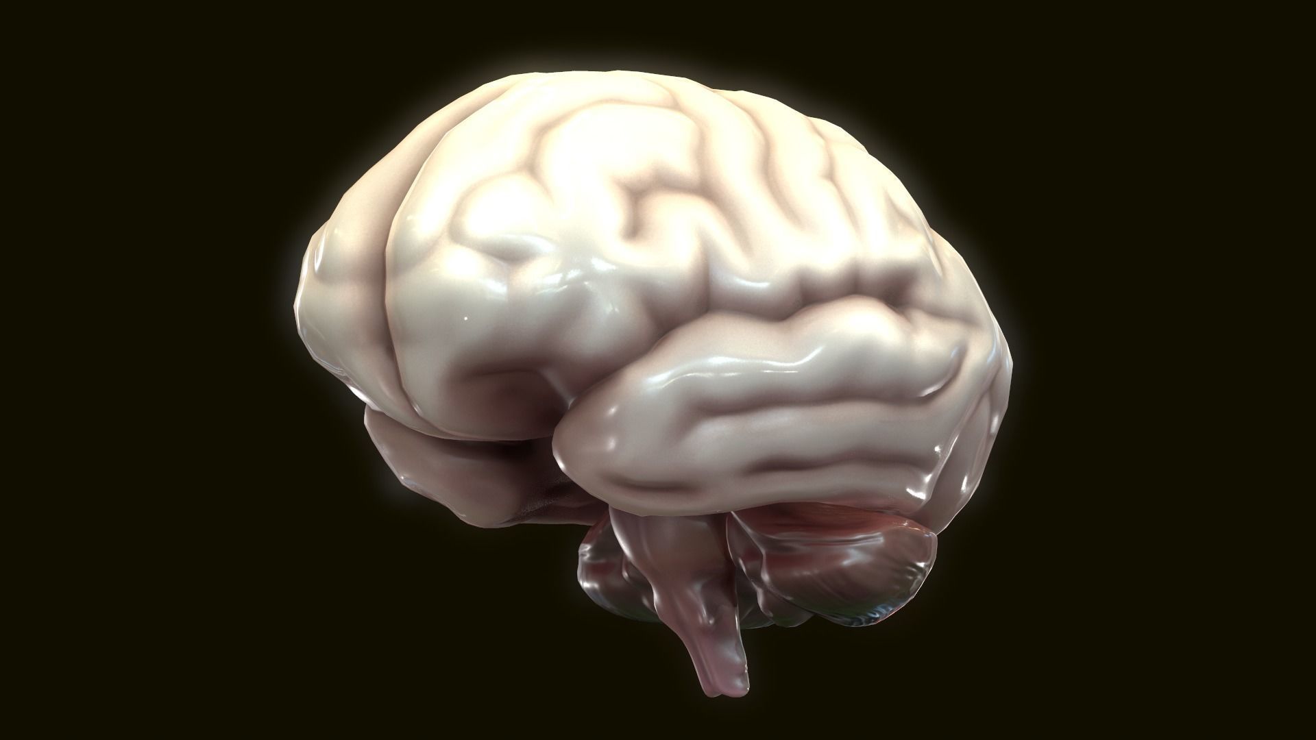 Human Brain 3D model_2