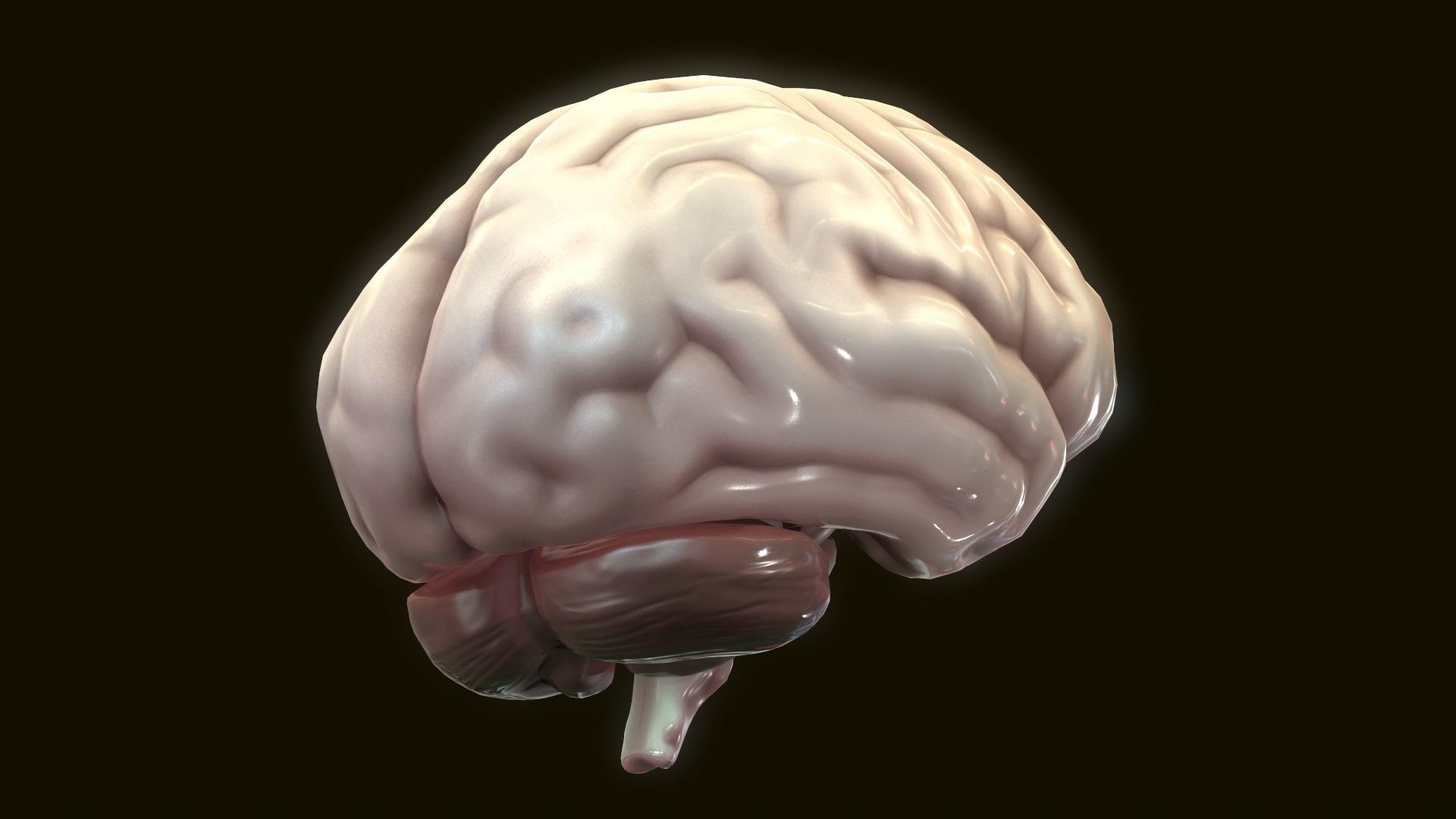 Human Brain 3D model_4