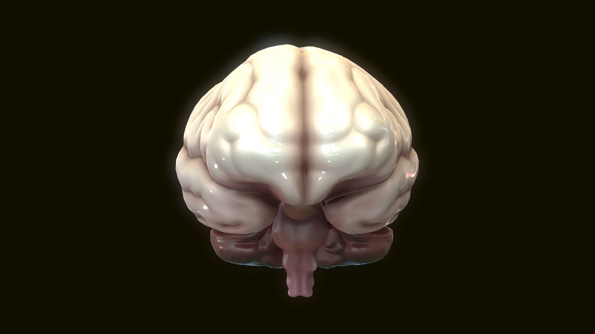 Human Brain 3D model_3