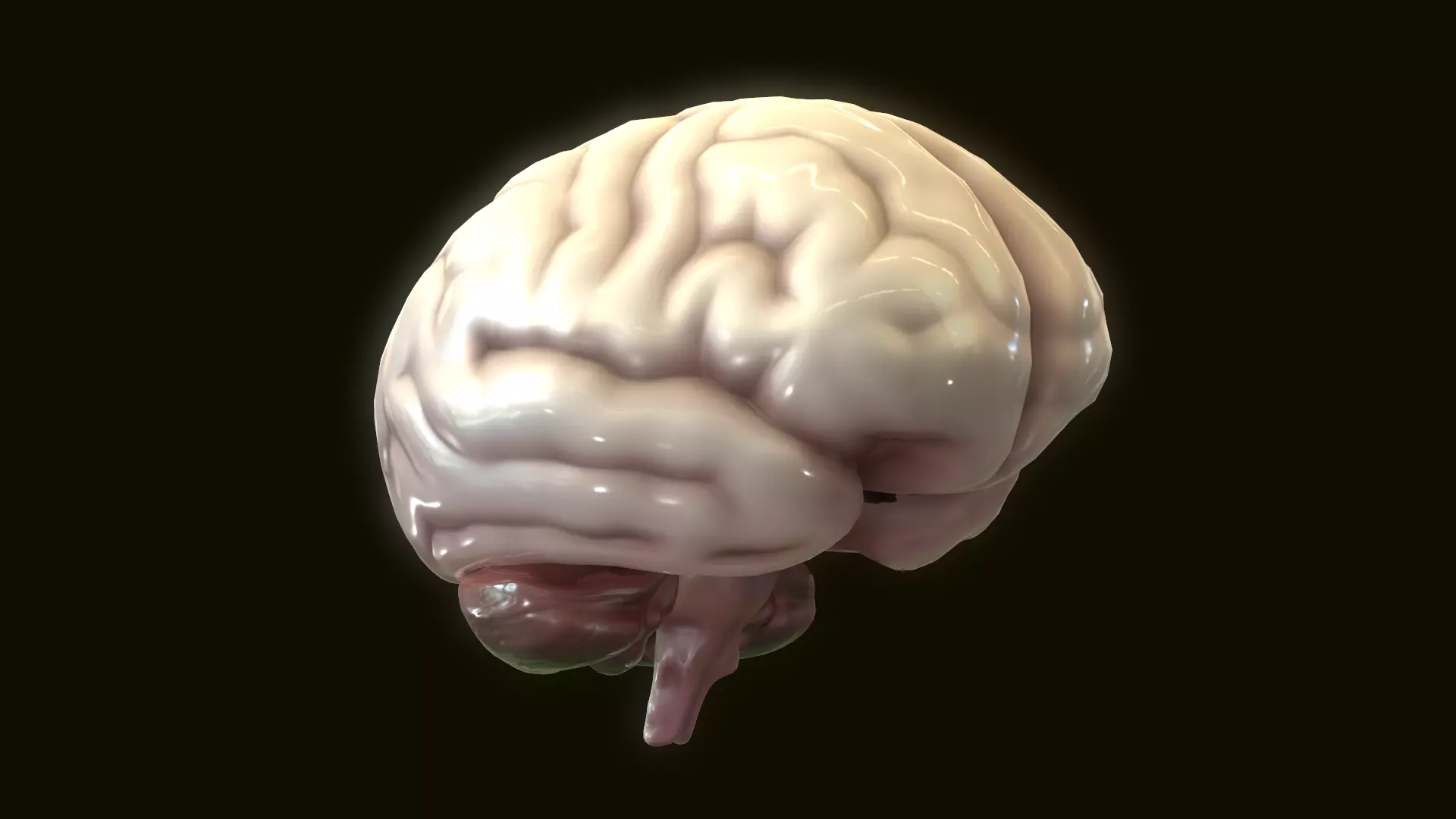 Human Brain 3D model_0