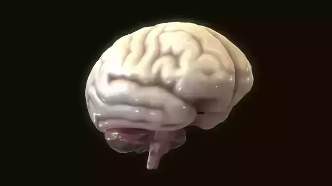 Human Brain