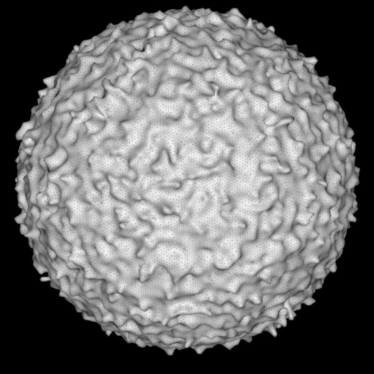 Lymphocyte ball 3D model_9