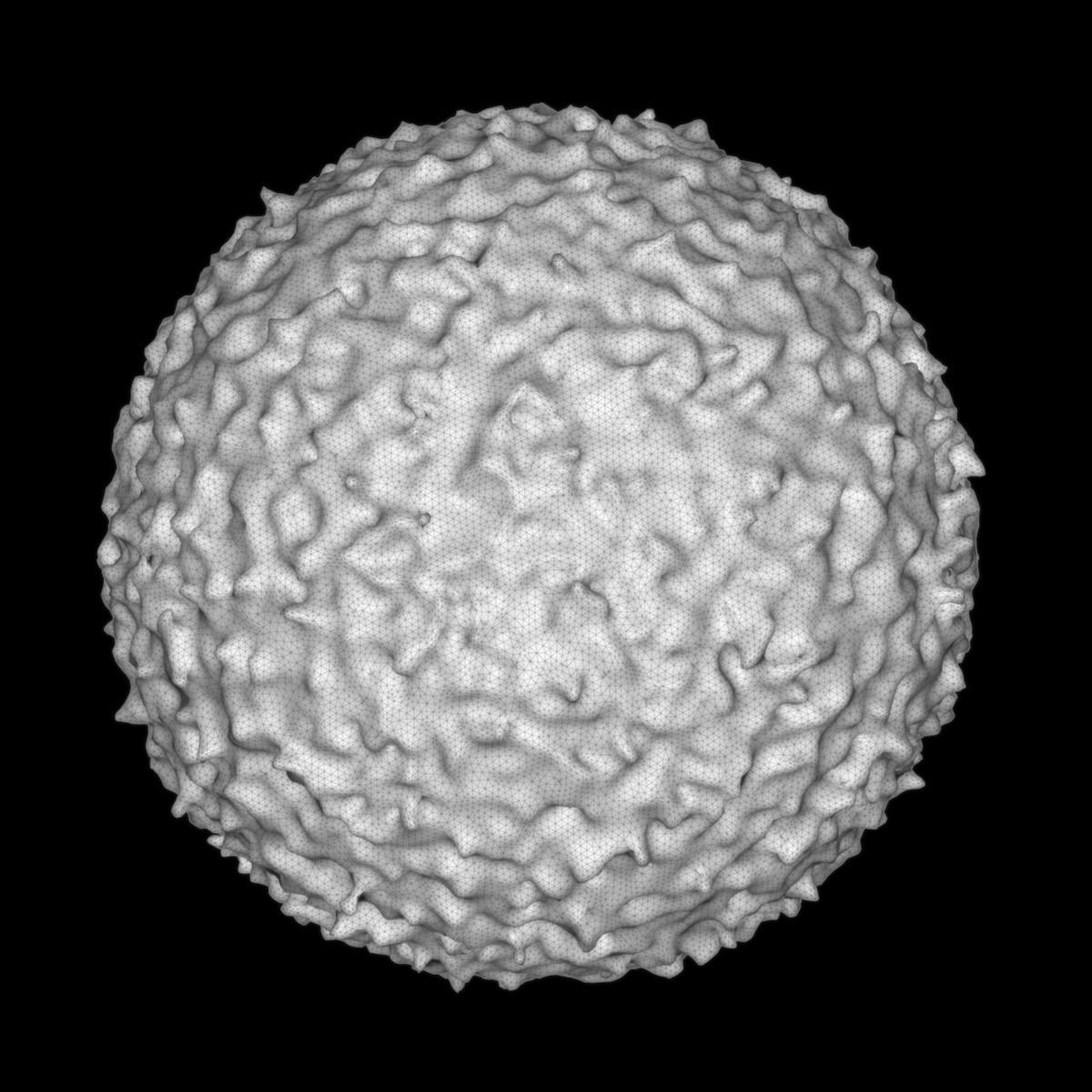 Lymphocyte ball 3D model_7