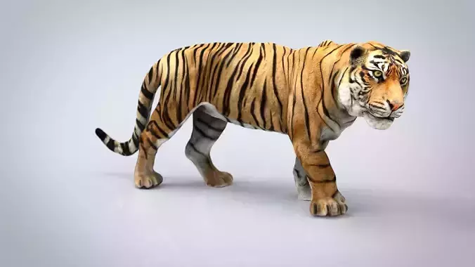 TIGER Low-poly 3D model