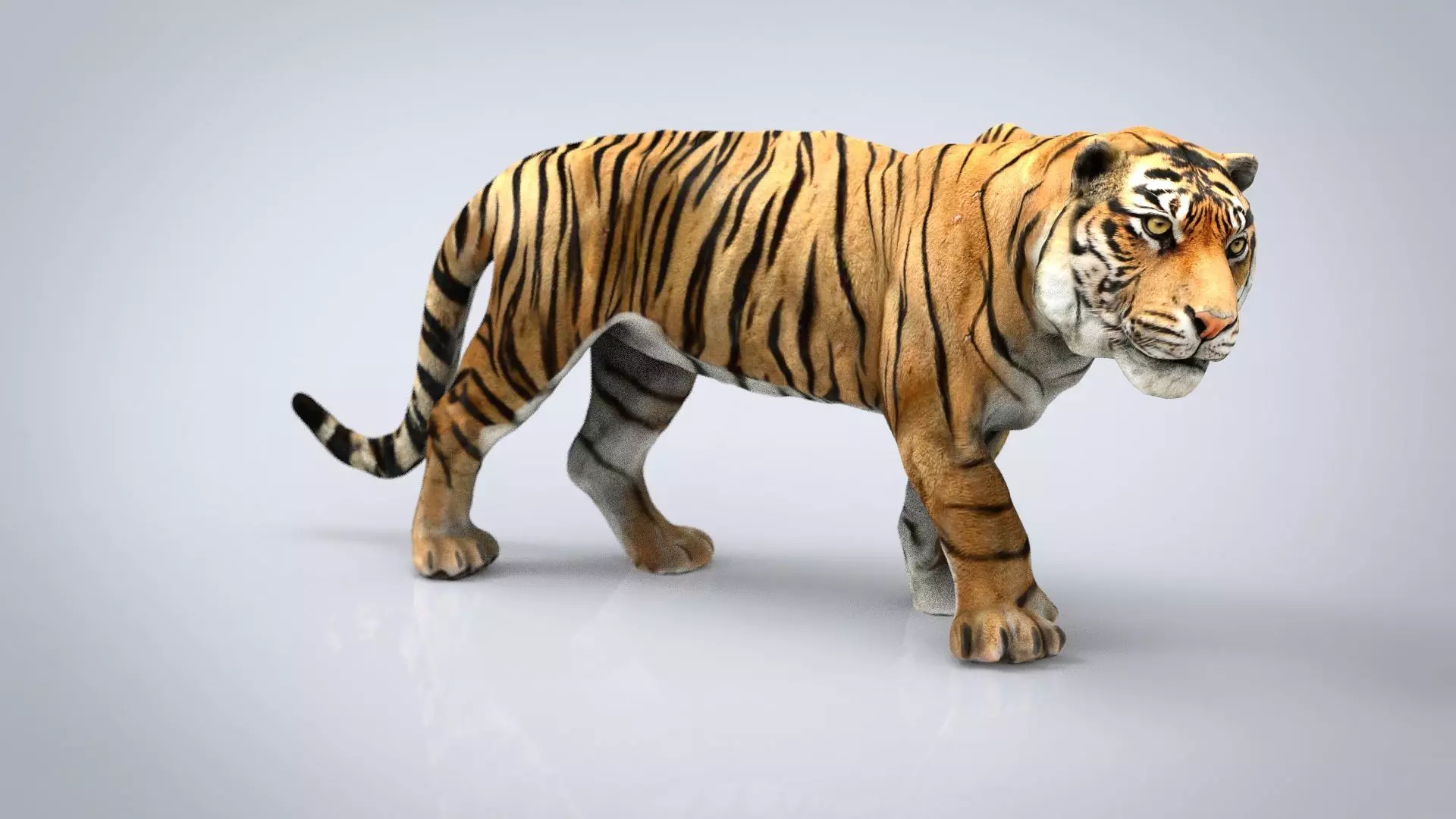 TIGER Low-poly 3D model_0