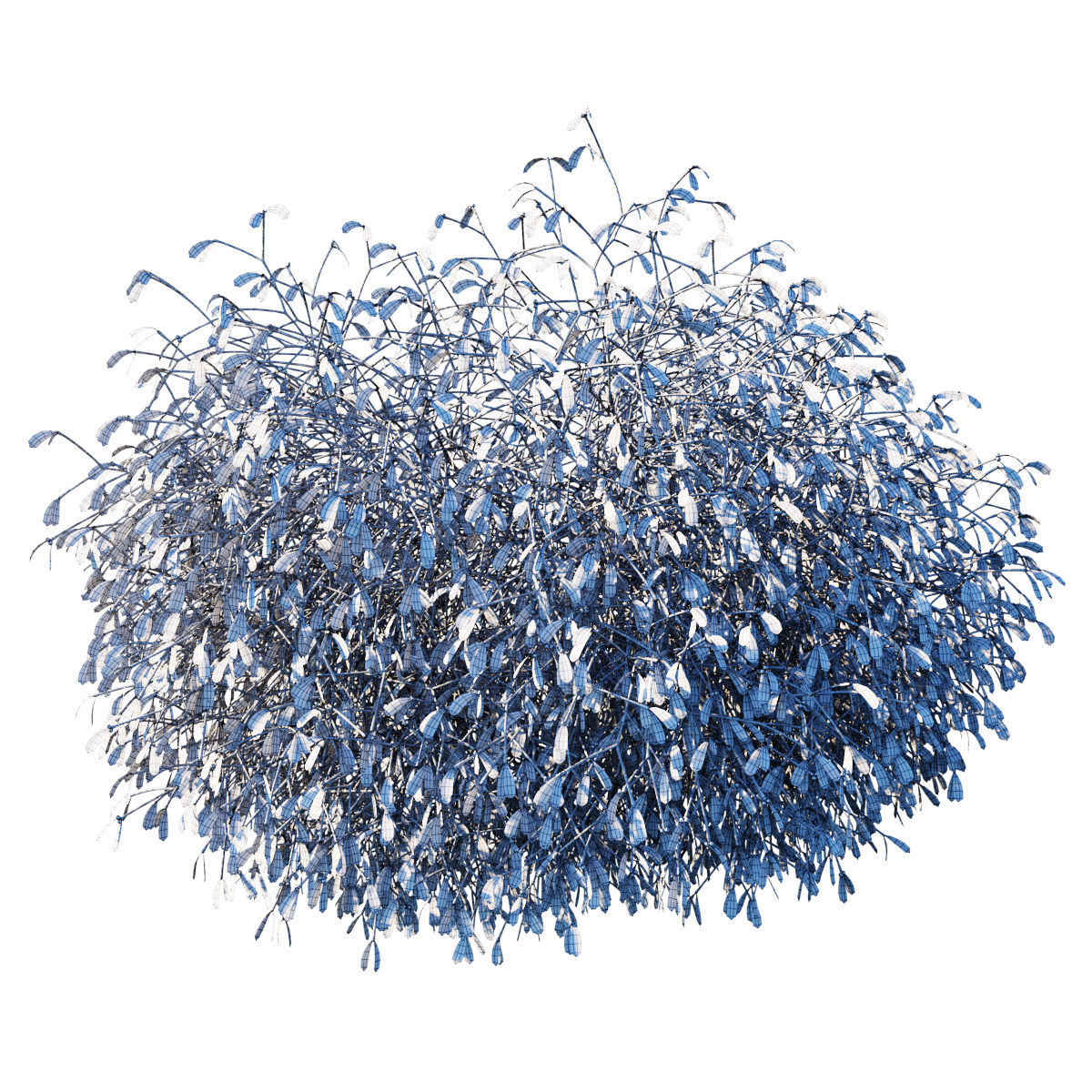 Mistletoe Viscum album 3D model_4