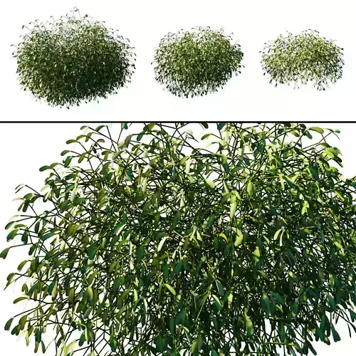 Mistletoe Viscum album 3D model