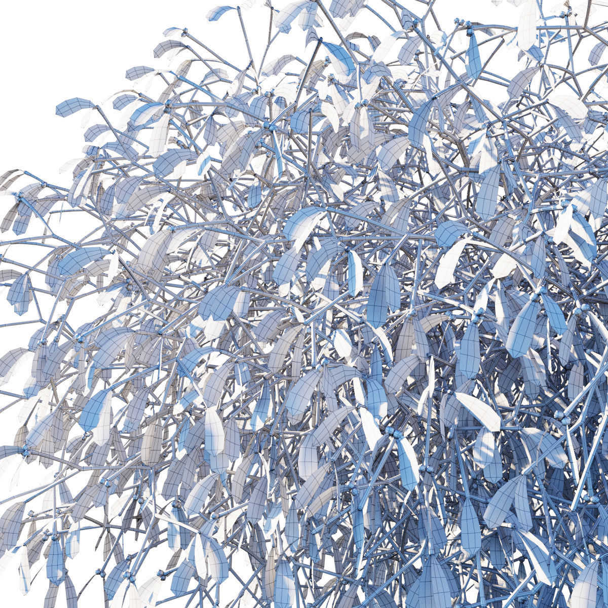 Mistletoe Viscum album 3D model_9