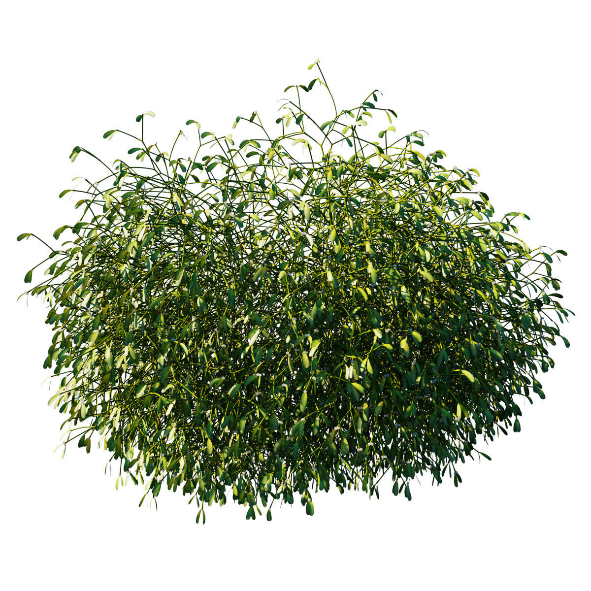 Mistletoe Viscum album 3D model_3