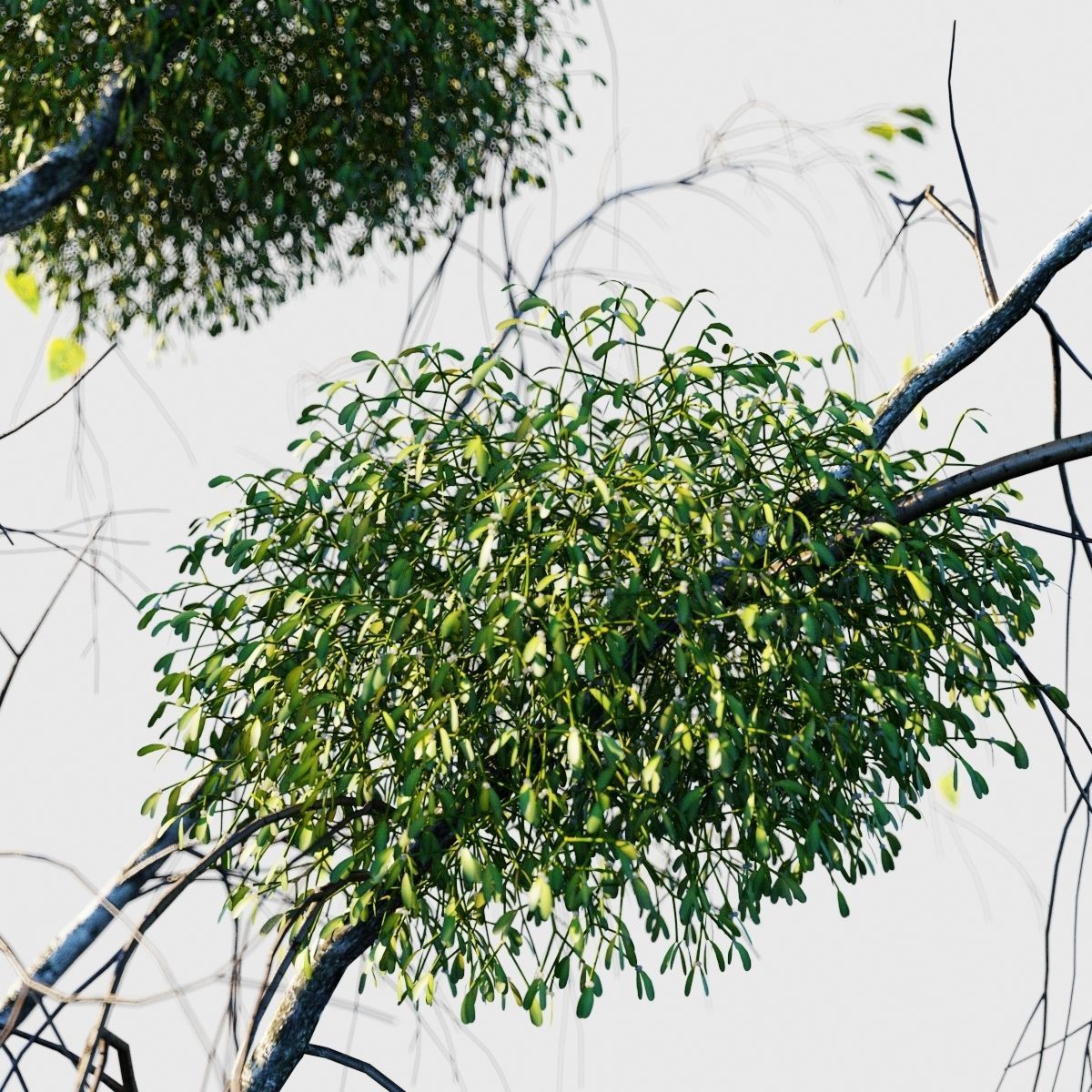 Mistletoe Viscum album 3D model_1