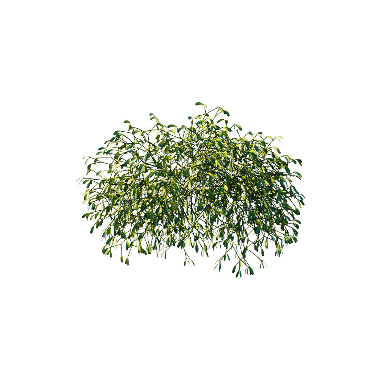 Mistletoe Viscum album 3D model_7