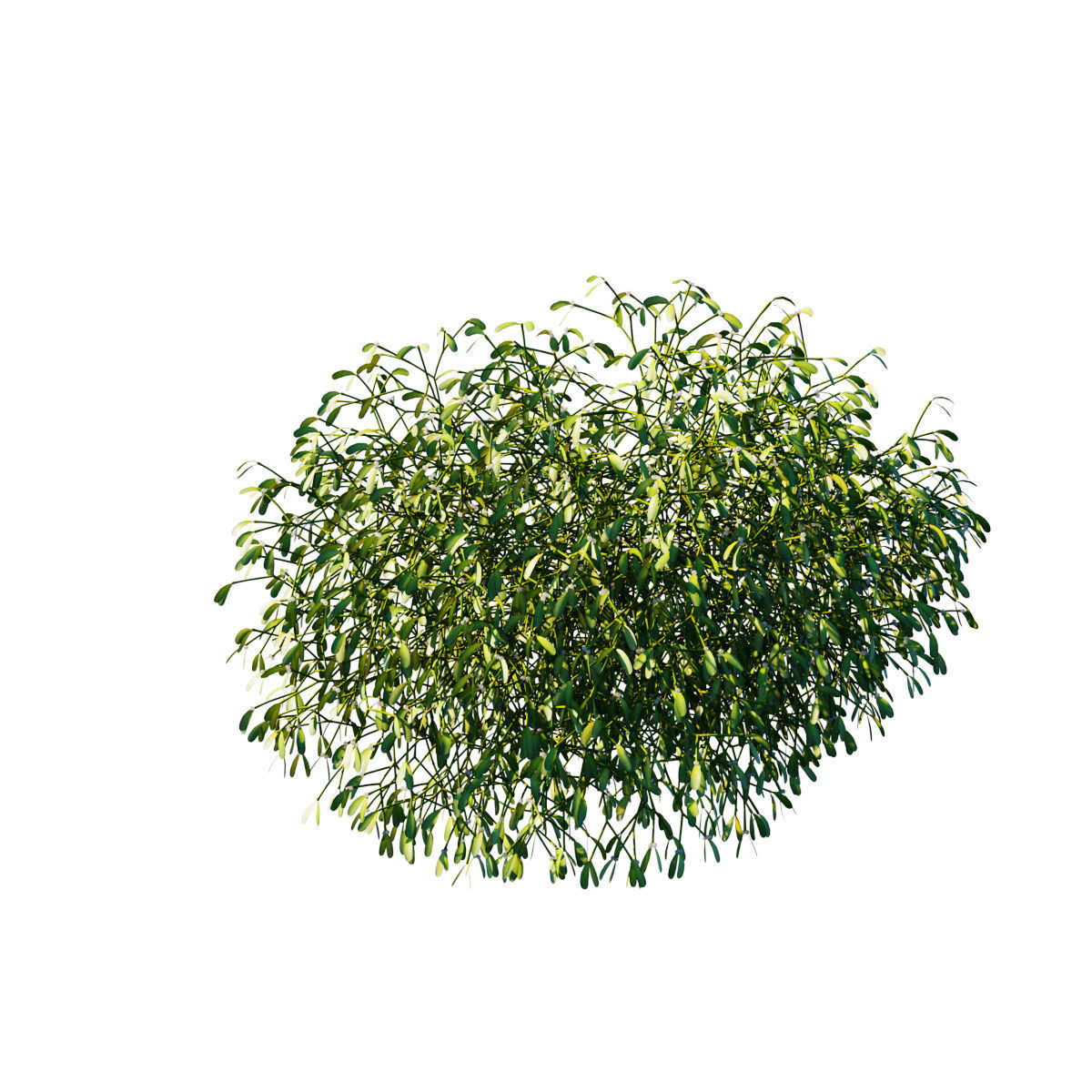 Mistletoe Viscum album 3D model_5