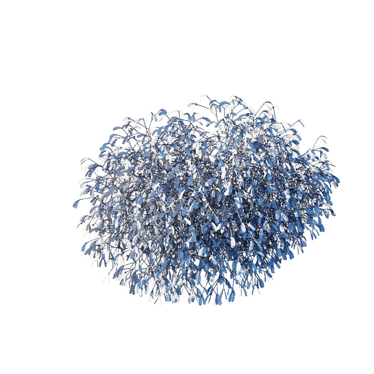 Mistletoe Viscum album 3D model_6
