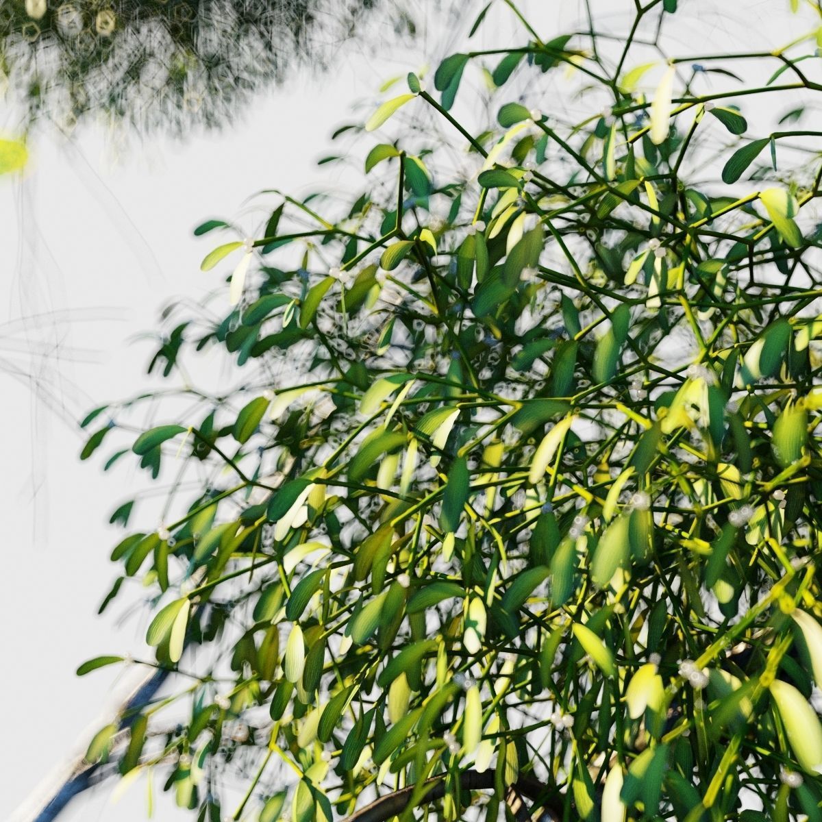 Mistletoe Viscum album 3D model_2