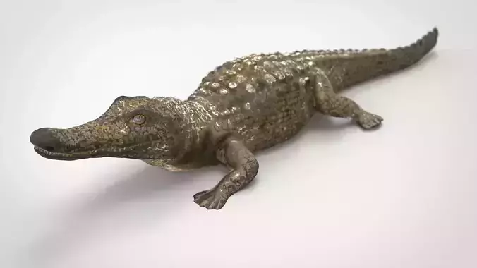 CAIMAN alligator