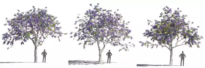 Jacaranda mimosifolia 3