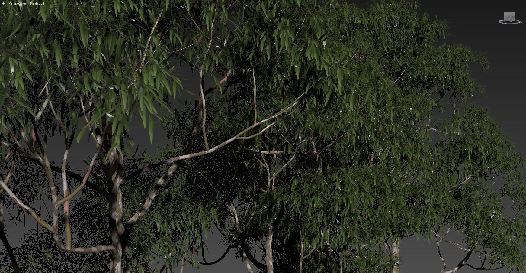 Eucalyptus collection 1 three trees 3D model_12