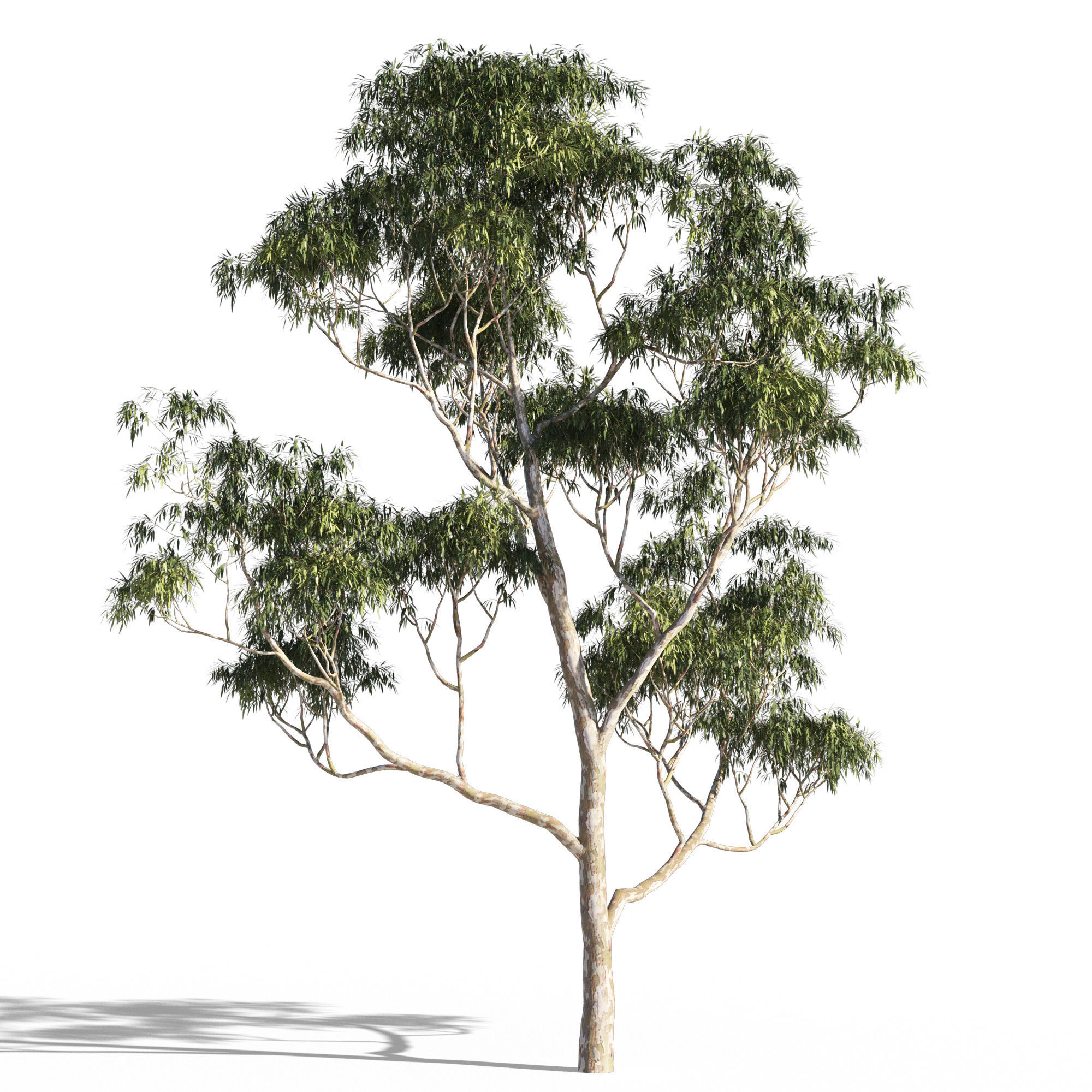 Eucalyptus collection 1 three trees 3D model_2