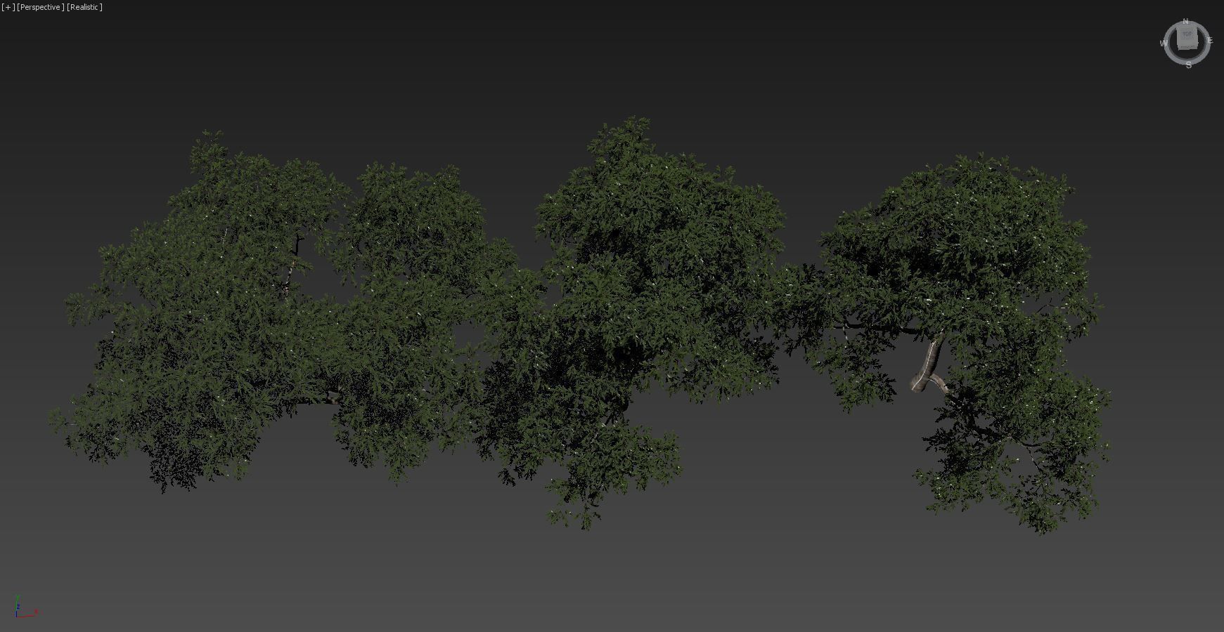Eucalyptus collection 1 three trees 3D model_7
