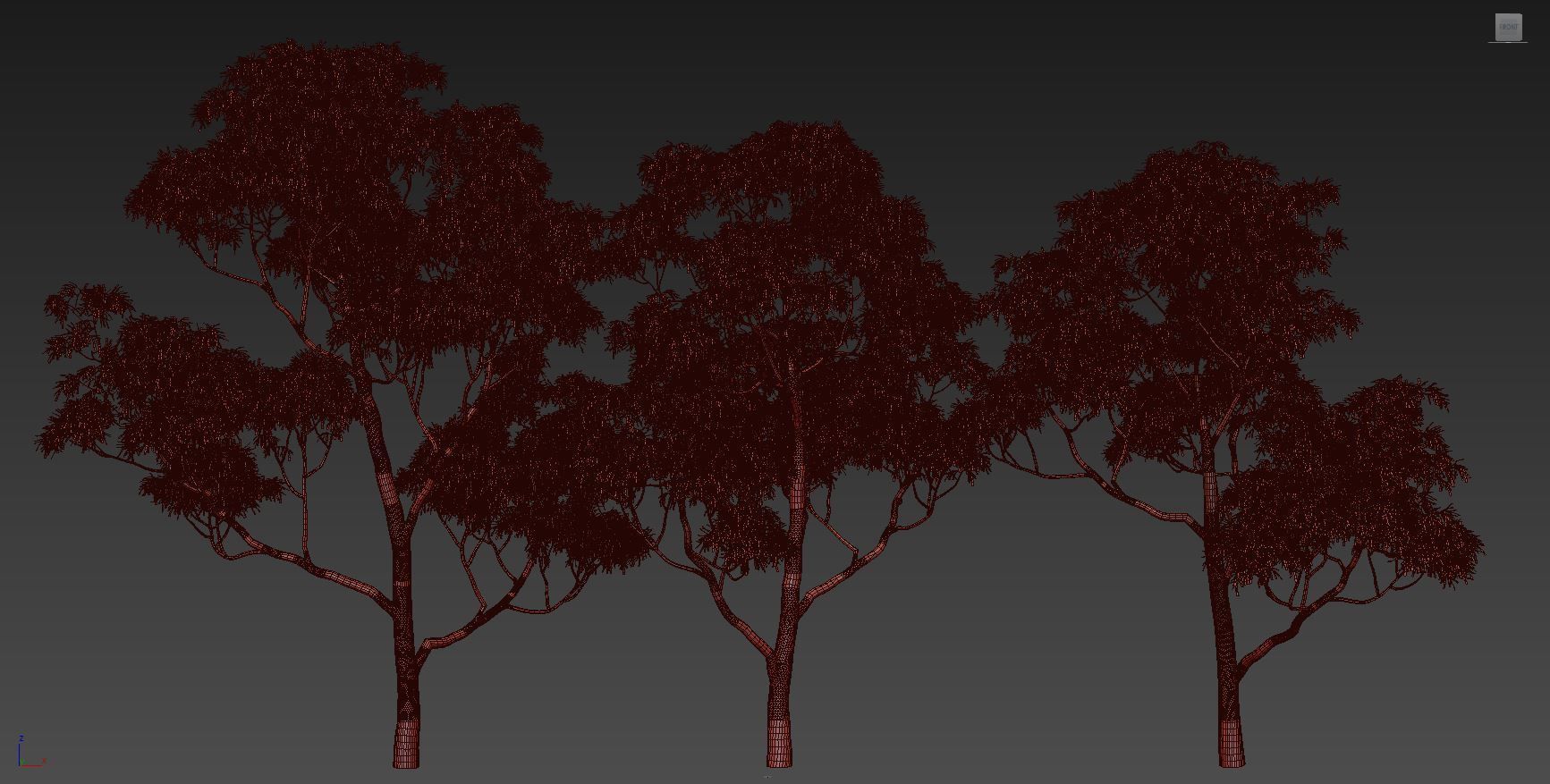 Eucalyptus collection 1 three trees 3D model_10