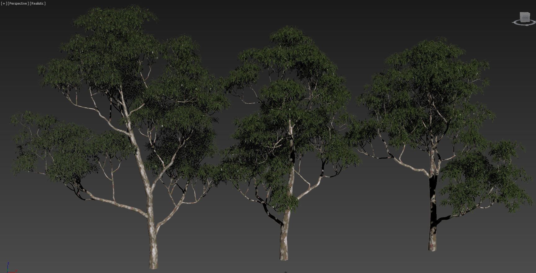 Eucalyptus collection 1 three trees 3D model_6