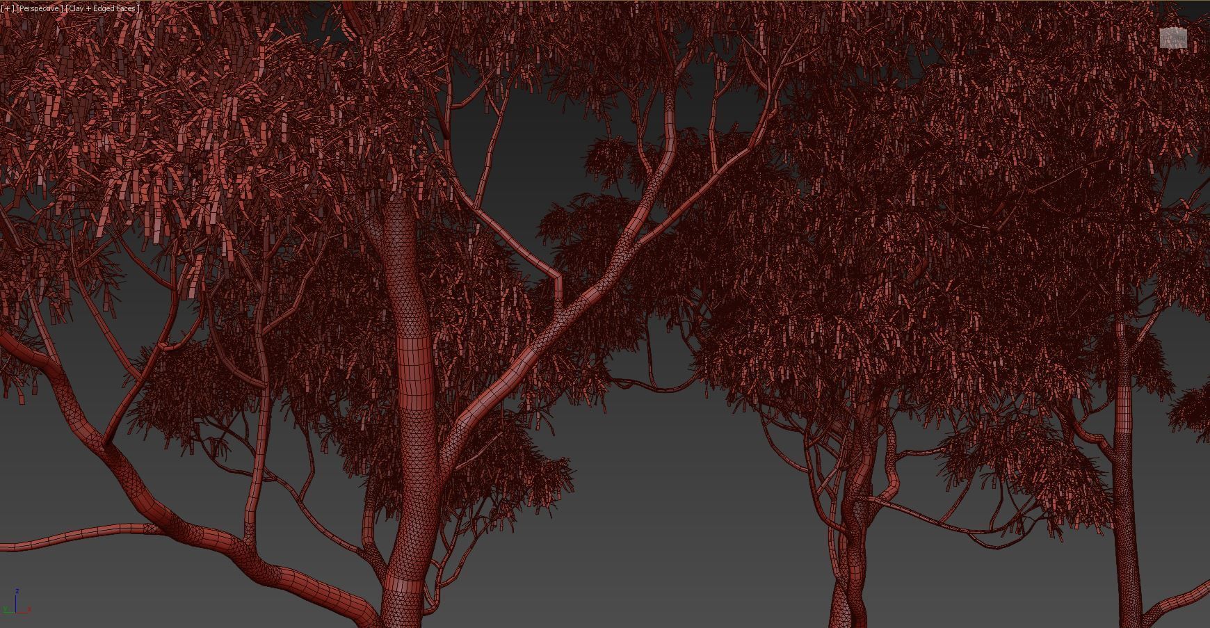 Eucalyptus collection 1 three trees 3D model_11