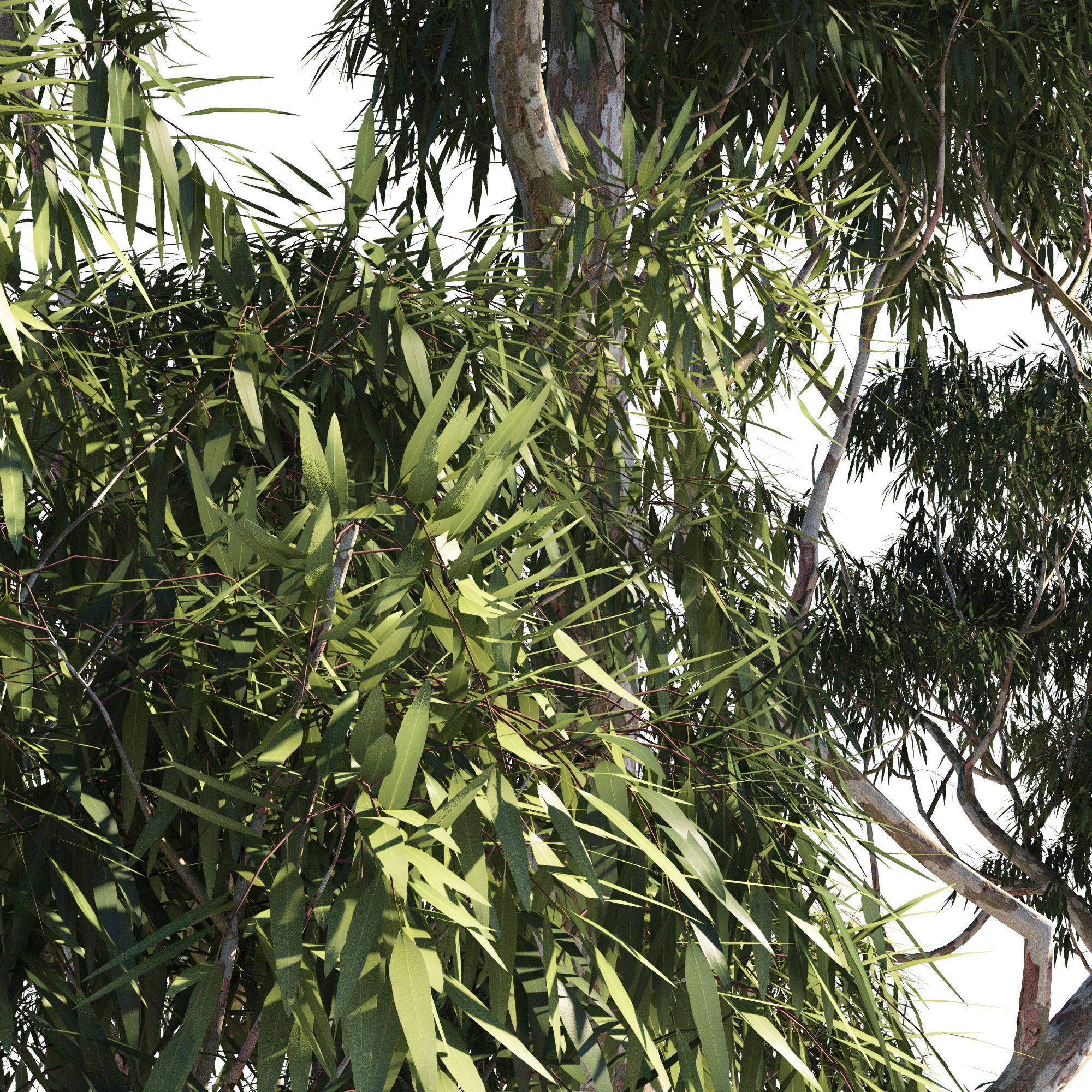Eucalyptus collection 1 three trees 3D model_5