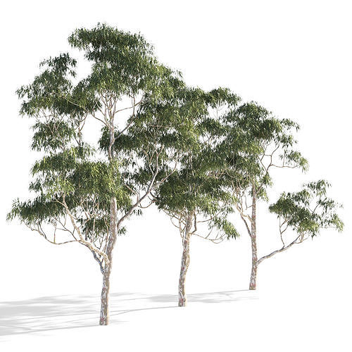 Eucalyptus collection 1 three trees 3D model