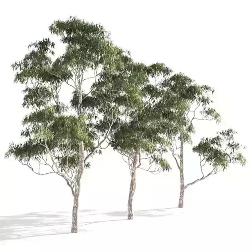 Eucalyptus collection 1 three trees 3D model