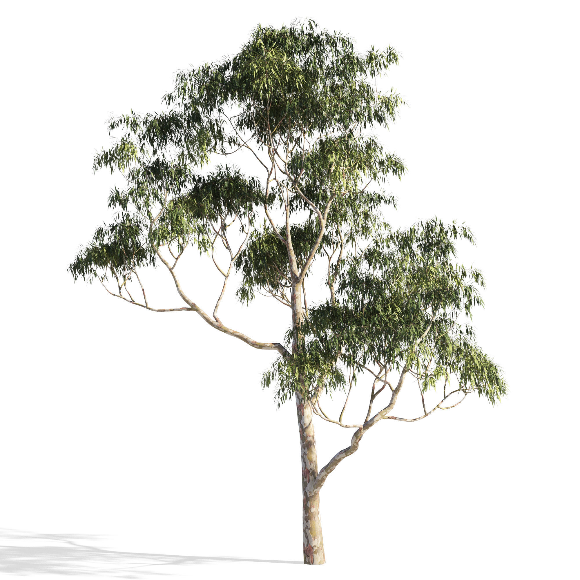 Eucalyptus collection 1 three trees 3D model_4