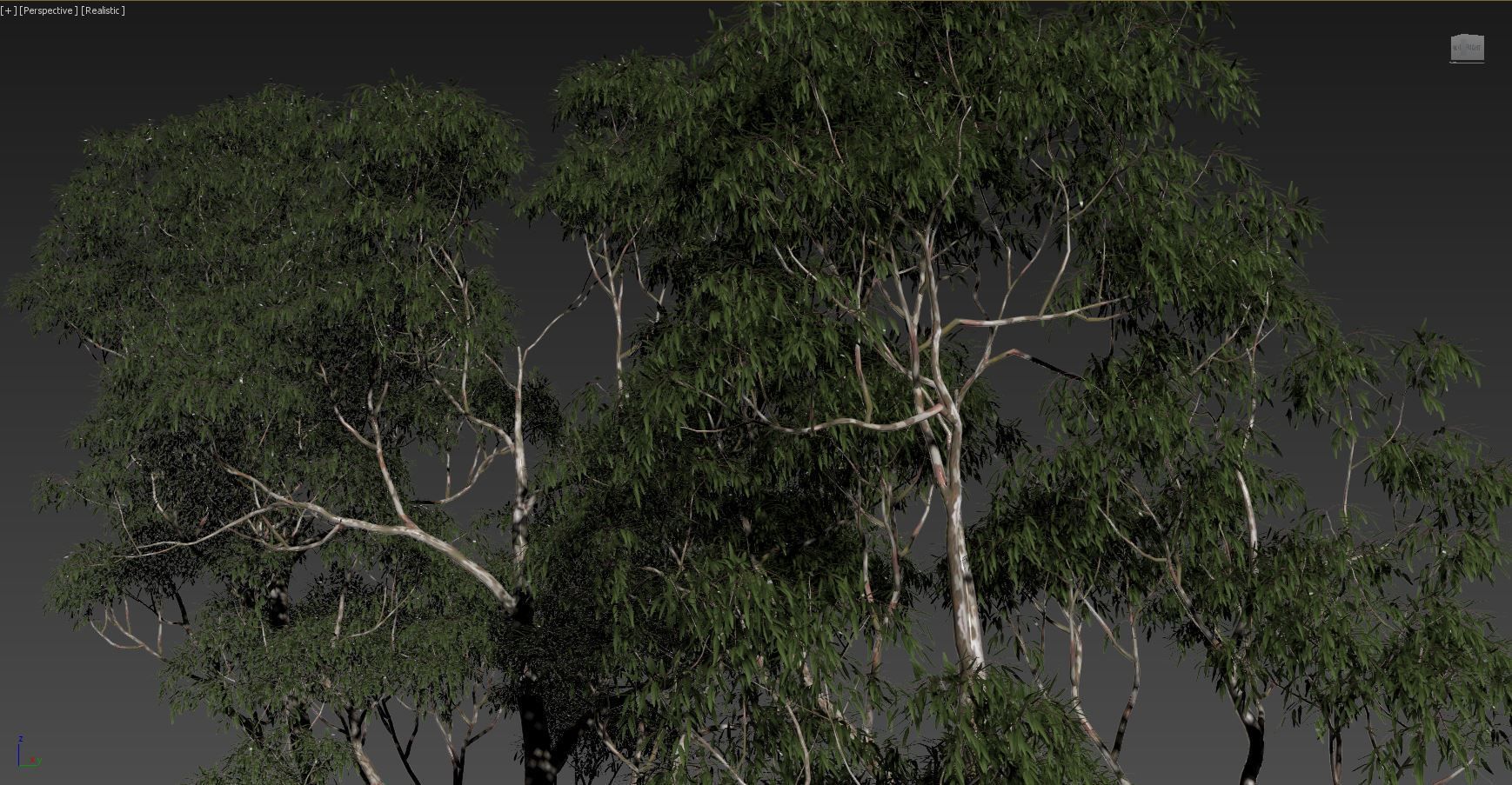Eucalyptus collection 1 three trees 3D model_9