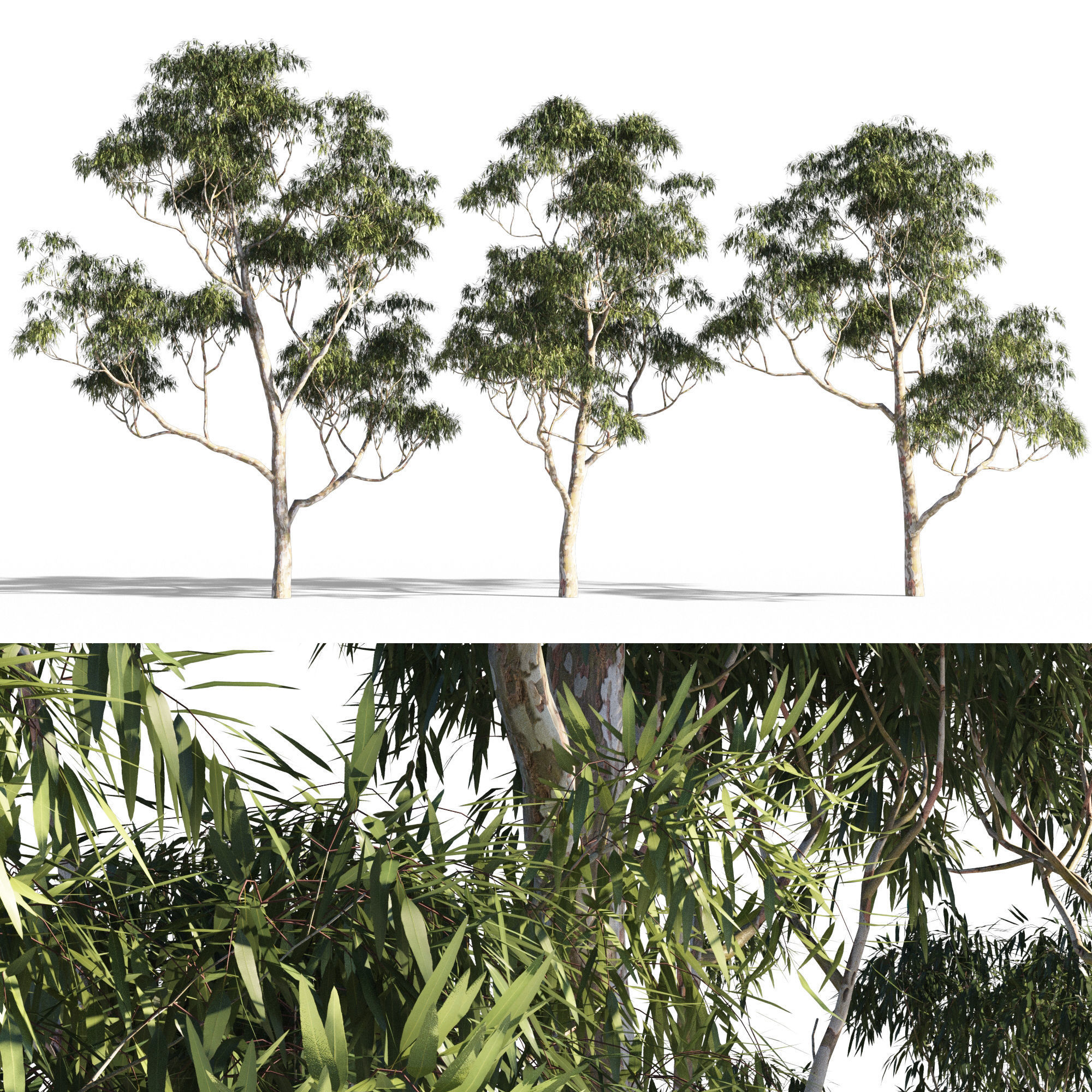 Eucalyptus collection 1 three trees 3D model_1