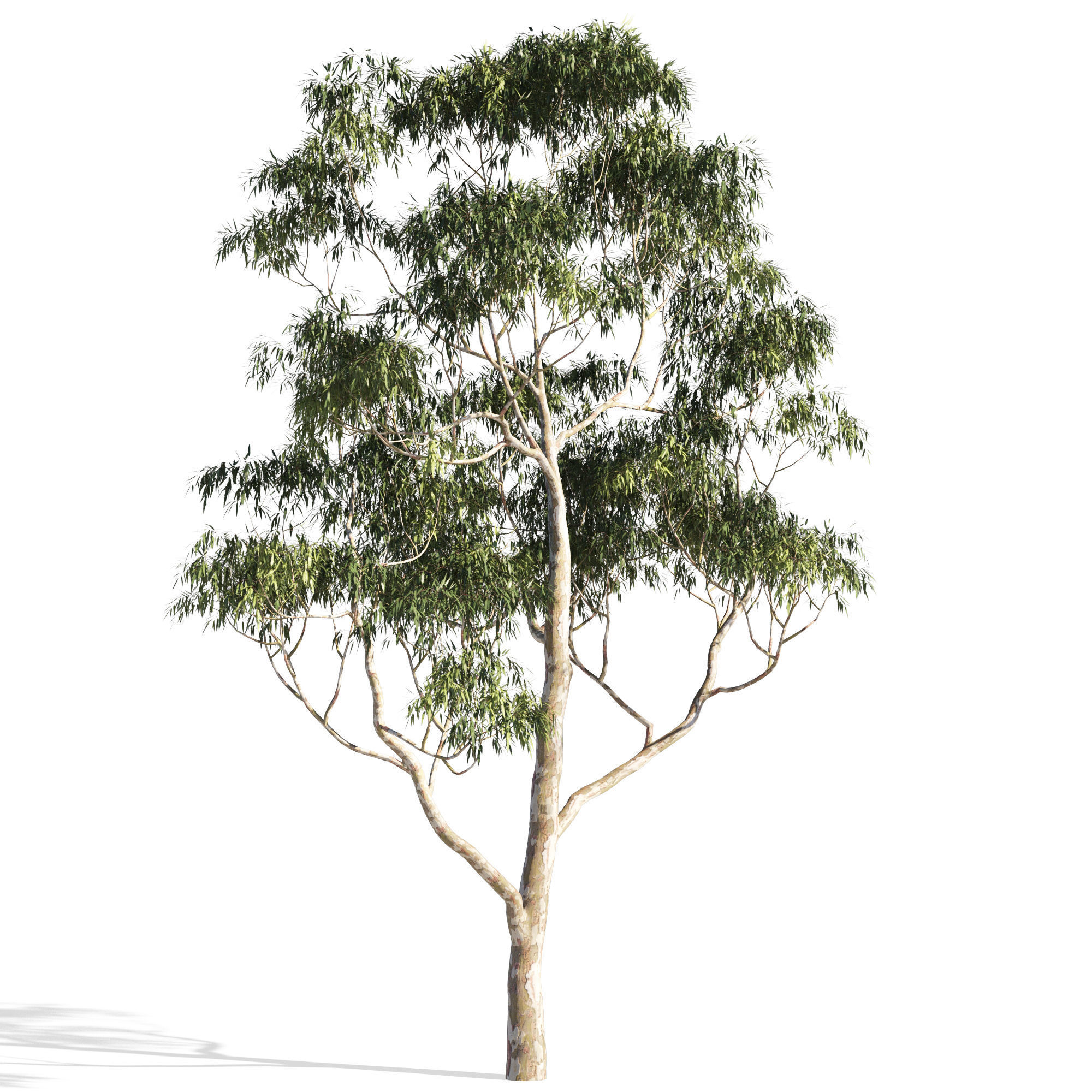 Eucalyptus collection 1 three trees 3D model_3