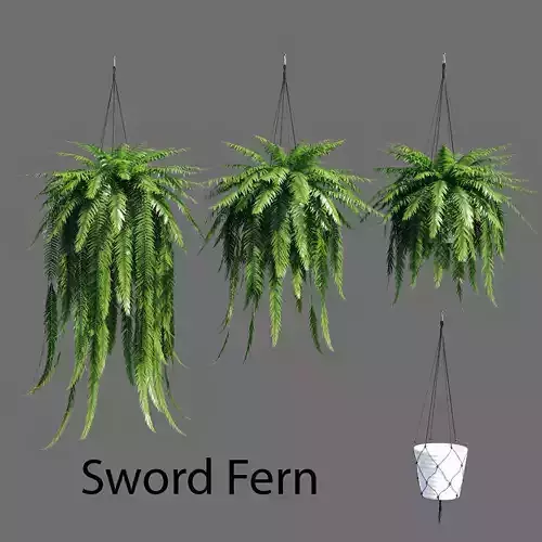 Sword Fern 3D model