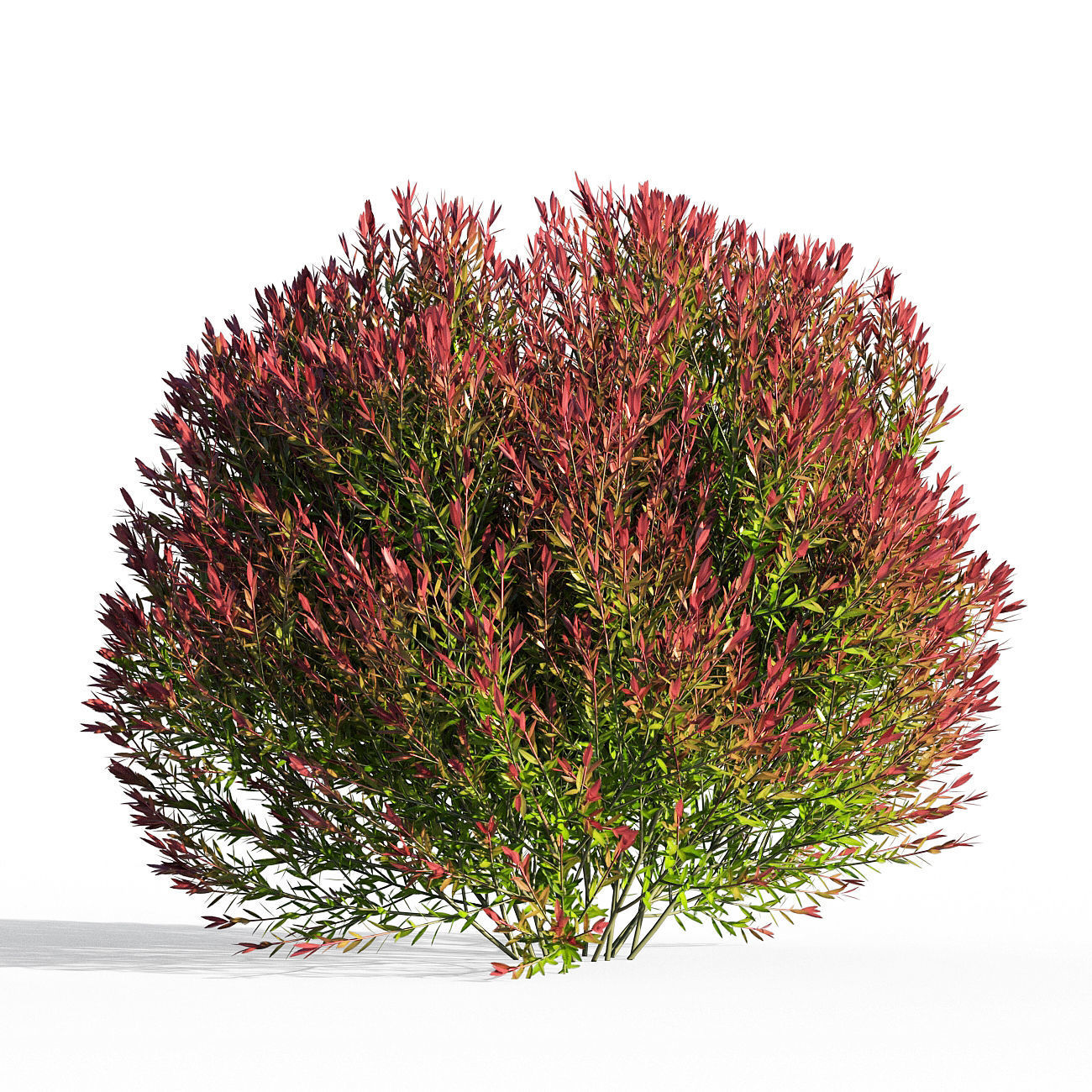 Melaleuca Claret Tops 3D model_1
