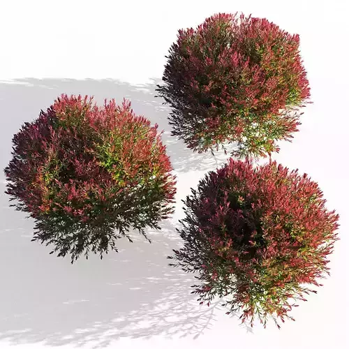 Melaleuca Claret Tops 3D model