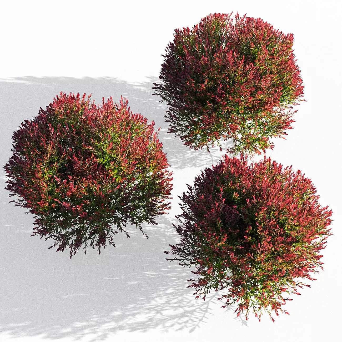 Melaleuca Claret Tops 3D model_0