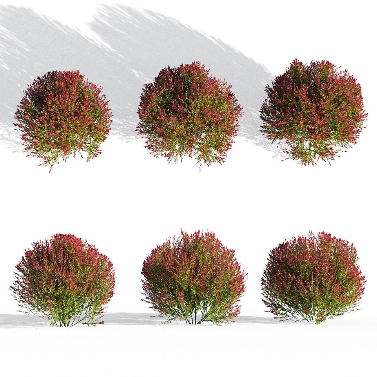 Melaleuca Claret Tops 3D model_3