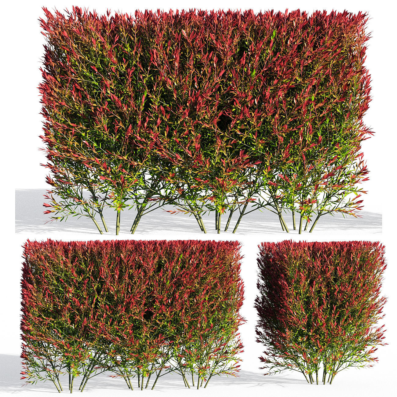 Melaleuca Claret Tops 3D model_2