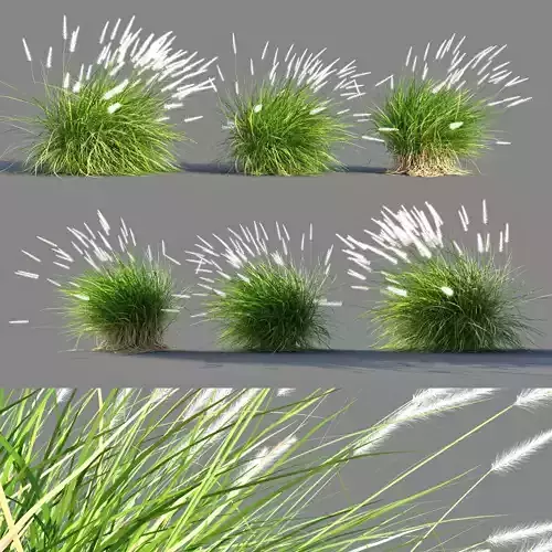 Pennisetum setaceum in wind 3D model