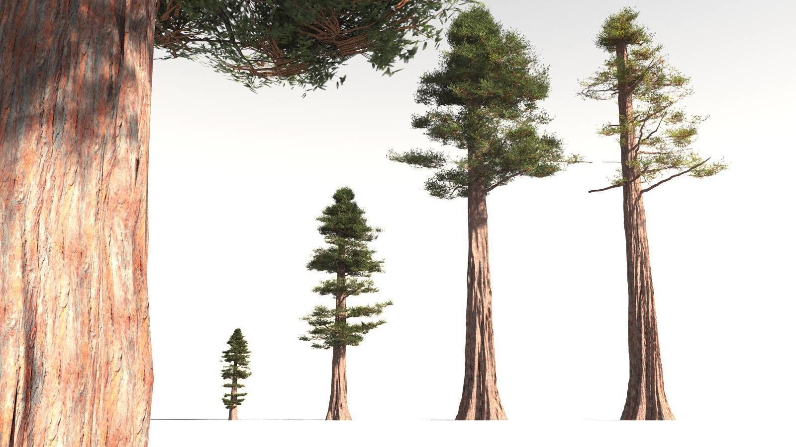 EVERYPlant Coastal Redwood 08 -- 6 Models 3D model